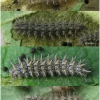 mel triv fascelis larva4 volg3